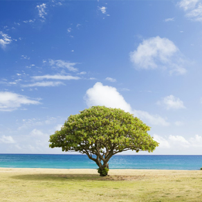 习近平出席全国生态环境保护大会并发表重要讲话